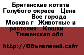 Британские котята Голубого окраса › Цена ­ 8 000 - Все города, Москва г. Животные и растения » Кошки   . Тюменская обл.